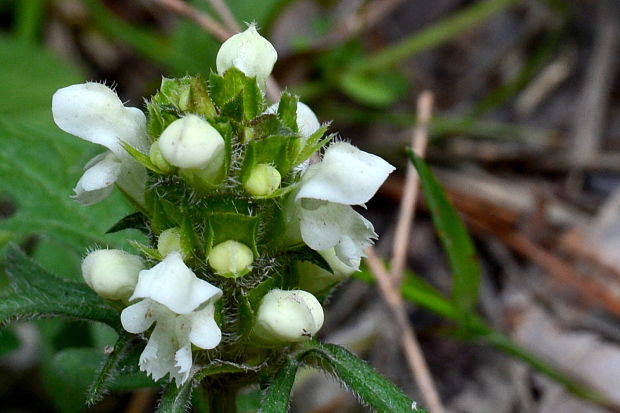 čiernohlávok zastrihovaný Prunella laciniata (L.) L.