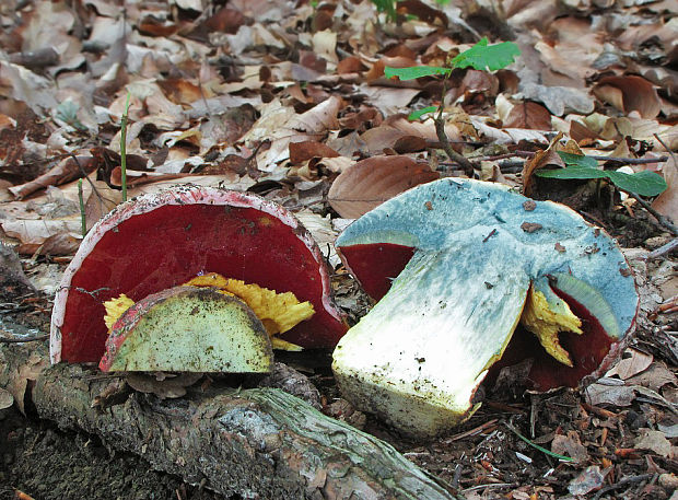 hríb purpurový Rubroboletus rhodoxanthus Kuan Zhao &amp; Zhu L. Yang