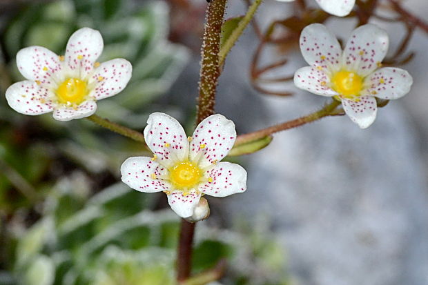 lomikameň metlinatý Saxifraga paniculata  Mill.