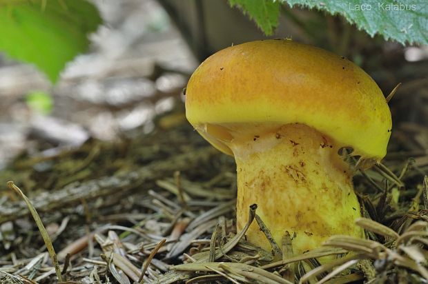 masliak smrekovcový Suillus grevillei (Klotzsch) Singer