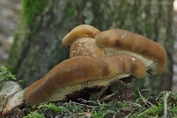 čechračka tmavohlúbiková Tapinella atrotomentosa (Batsch) Šutara