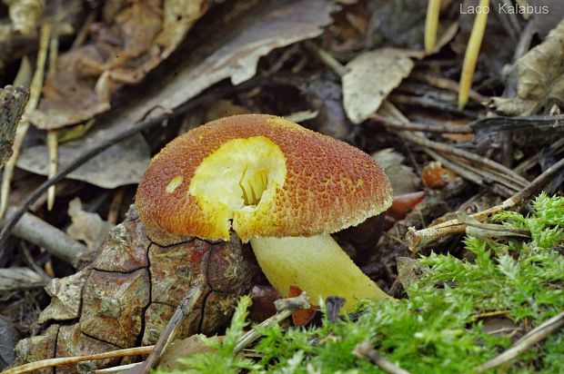 čírovec červenožltý Tricholomopsis rutilans (Schaeff.) Singer