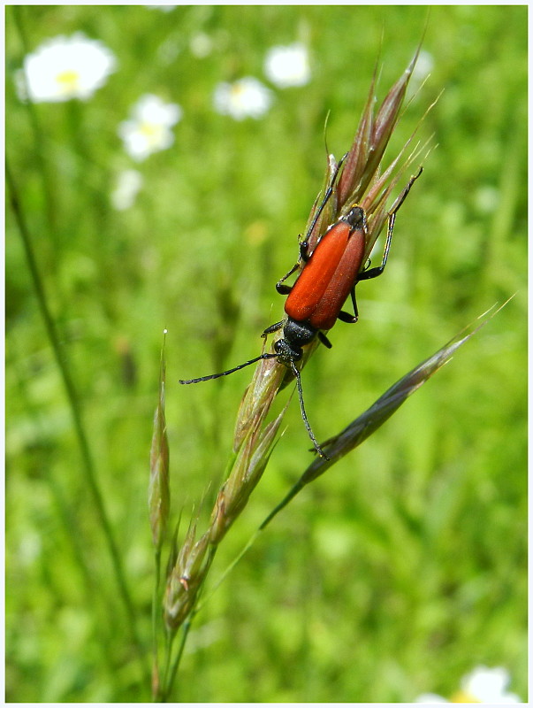 fuzáč Anastrangalia sanguinolenta