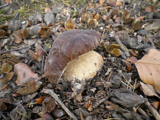 hríb smrekový Boletus edulis Bull.