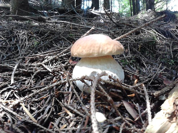 hríb smrekový Boletus edulis Bull.