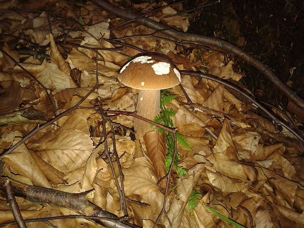 hríb dubový Boletus reticulatus Schaeff.