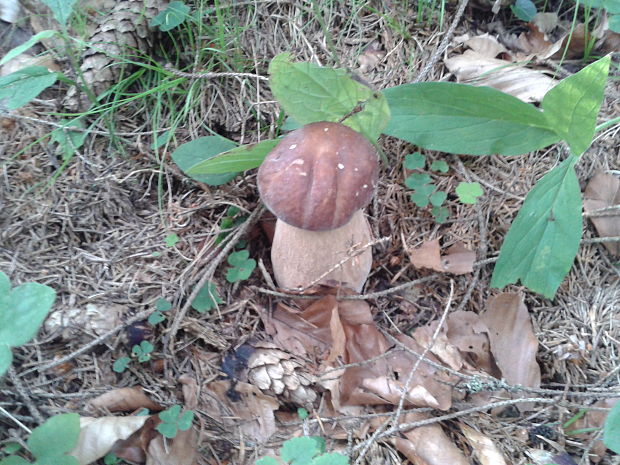 hríb dubový Boletus reticulatus Schaeff.