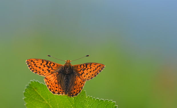 perlovec vysokohorský Boloria pales