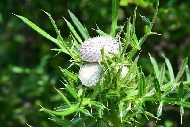 pichliač bielohlavý Cirsium eriophorum (L.) Scop.