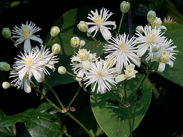 plamienok plotný Clematis vitalba L.