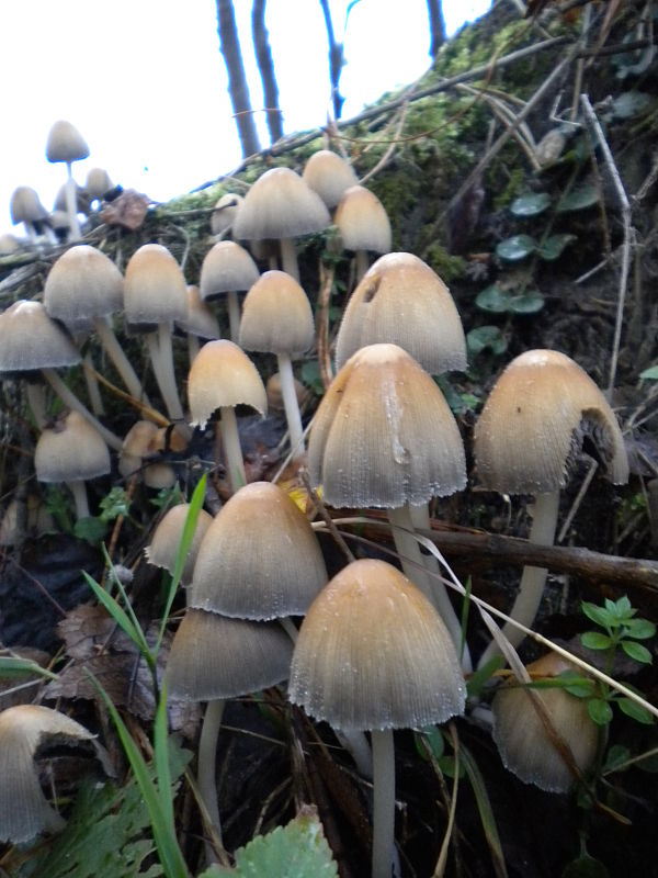 hnojník Coprinus sp.