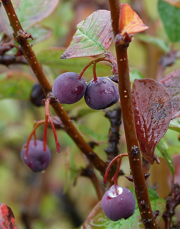 skalník čiernoplodý Cotoneaster melanocarpus (Bunge) Fisch. et C. A. Mey