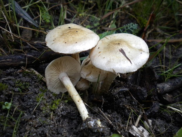 poľnička topoľová Cyclocybe cylindracea (DC.) Vizzini & Angelini