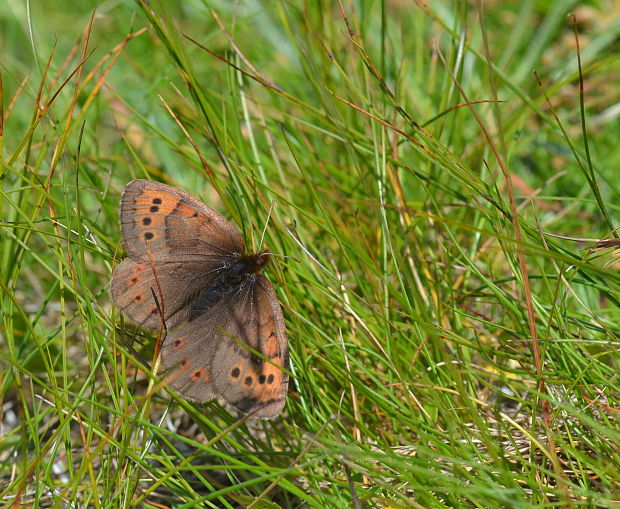 očkáň alpský Erebia pandrose