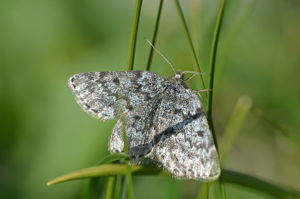 huňatec Glacies coracina