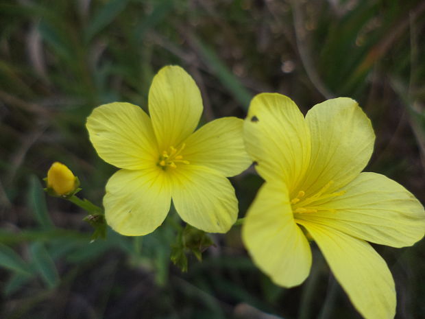 ľan žltý Linum flavum L.