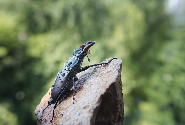 roháč veľký Lucanus cervus Linnaeus, 1758