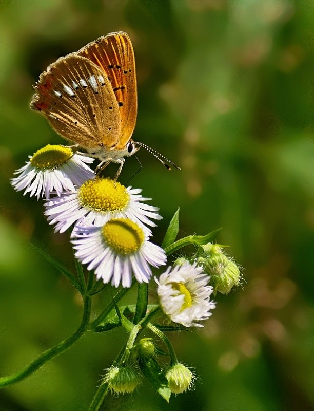 ohniváčik zlatobýľový Lycaena virgaureae