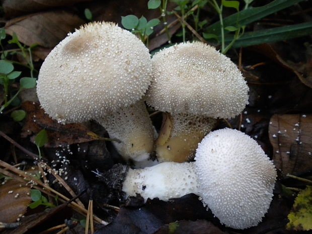 prášnica bradavičnatá Lycoperdon perlatum Pers.