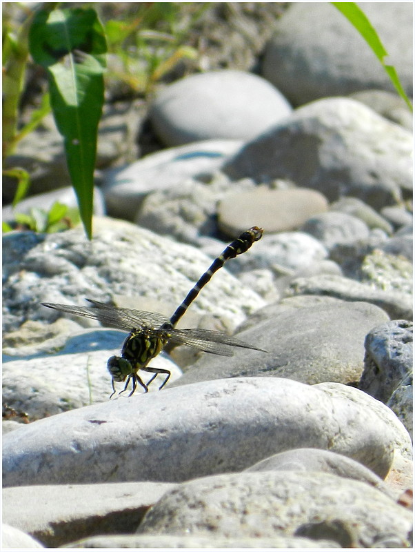 klinovka čiernonohá  Onychogomphus forcipatus