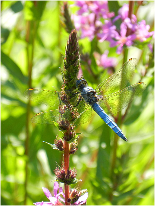 vážka Orthetrum brunneum