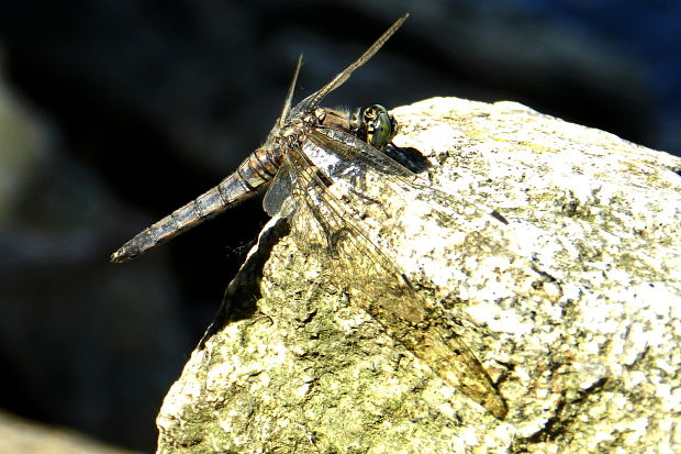 vážka rybničná Orthetrum cancellatum