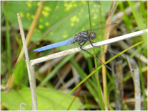 vážka modrá  Orthetrum coerulescens