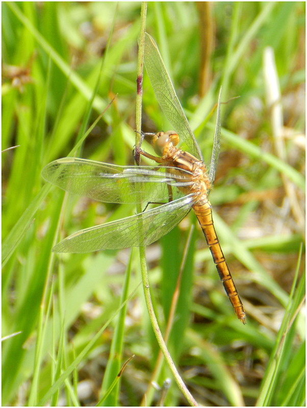 vážka modrá   Orthetrum coerulescens