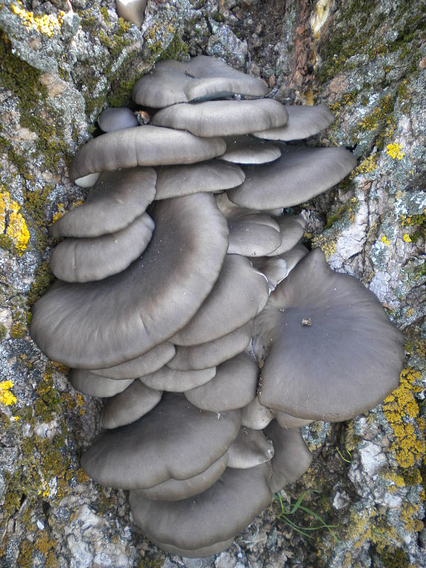 hliva ustricovitá Pleurotus ostreatus (Jacq.) P. Kumm.