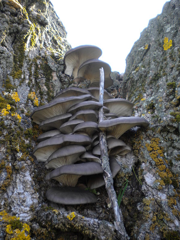 hliva ustricovitá Pleurotus ostreatus (Jacq.) P. Kumm.