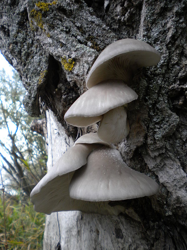 hliva ustricovitá Pleurotus ostreatus (Jacq.) P. Kumm.