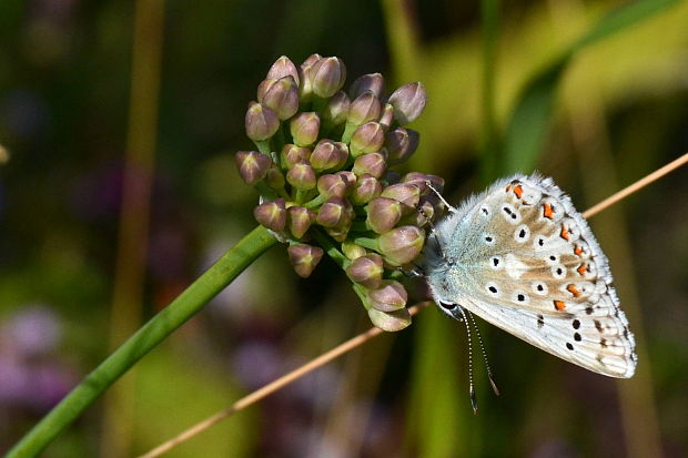 modráčik ďatelinový  Polyommatus bellargus