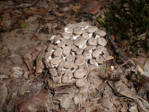 trúdnik klobúčkatý Polyporus umbellatus (Pers.) Fr.