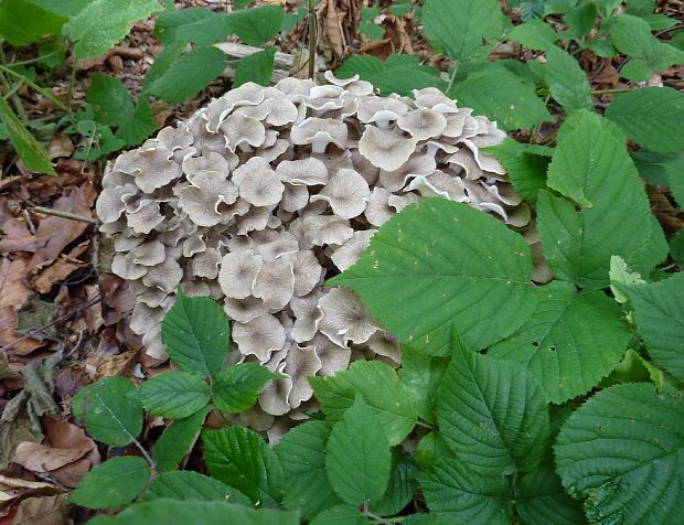 trúdnik klobúčkatý Polyporus umbellatus (Pers.) Fr.