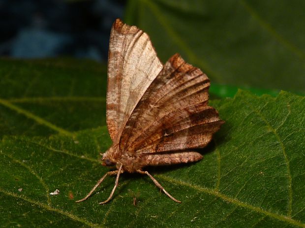 listnatka dvojmesiačková Selenia dentaria