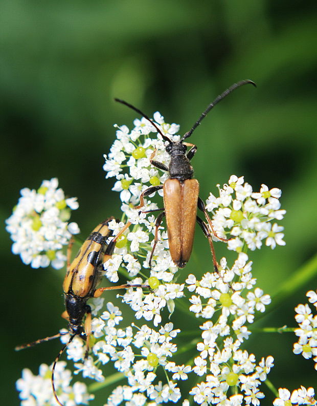 fúzač obyčajný Stictoleptura rubra