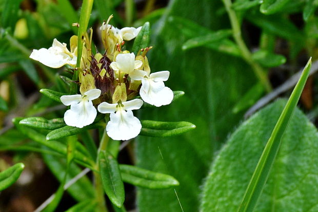 hrdobarka horská Teucrium montanum  L.