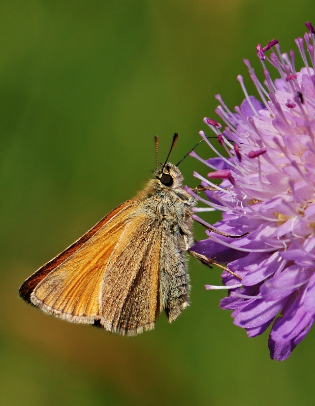 súmračník metlicový Thymelicus sylvestris