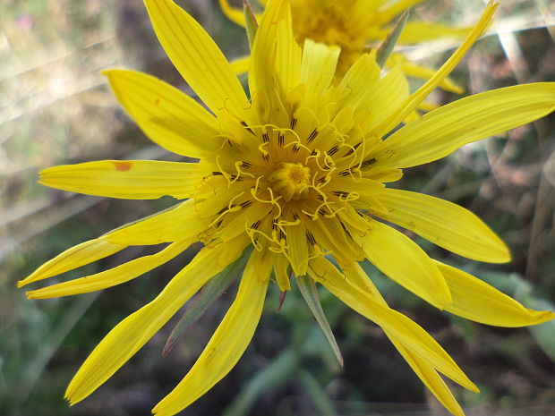 kozobrada lúčna Tragopogon pratensis L.