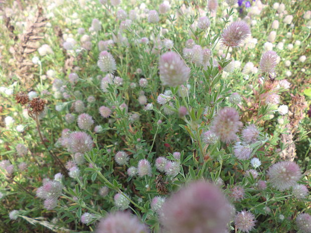 ďatelina roľná Trifolium arvense L.