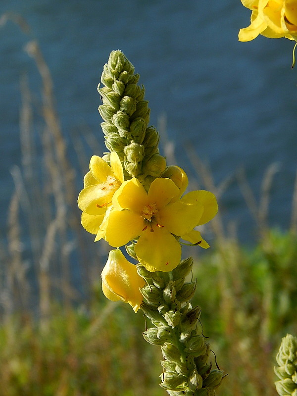 divozel veľkokvetý Verbascum densiflorum Bertol.