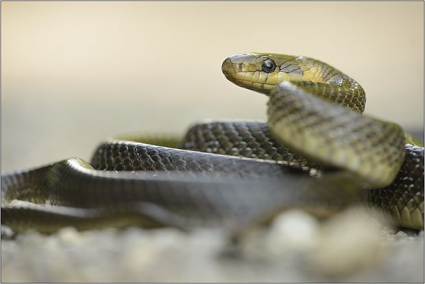 užovka stromova Zamenis longissimus