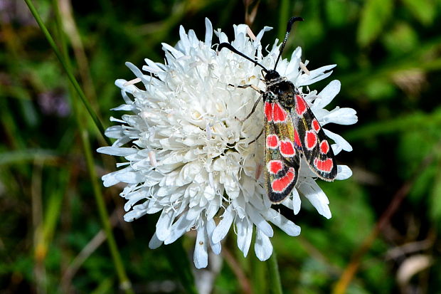 vretienka vičencová Zygaena carniolica