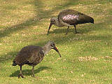 ibis hagedaš