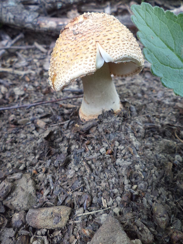 muchotrávka červenkastá Amanita rubescens Pers.