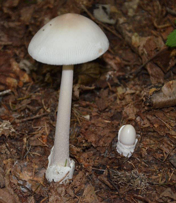 muchotrávka pošvatá biela Amanita vaginata var. alba Gillet