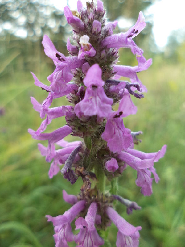 betonika lekárska Betonica officinalis L.