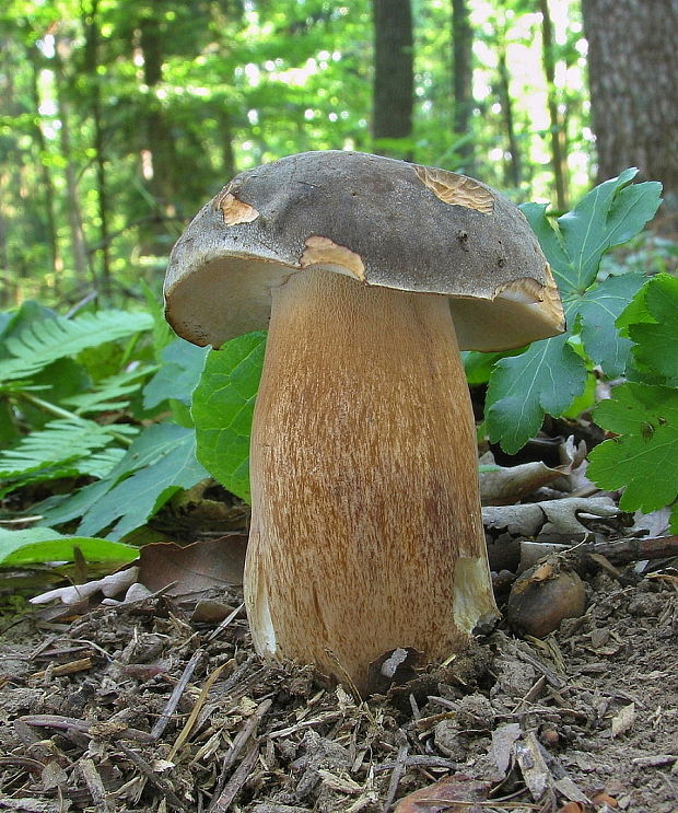 hríb bronzový Boletus aereus Bull. ex Fr.