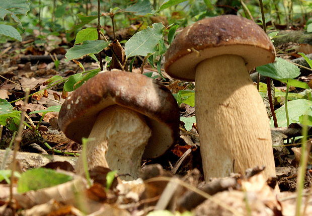 hríb bronzový Boletus aereus Bull. ex Fr.