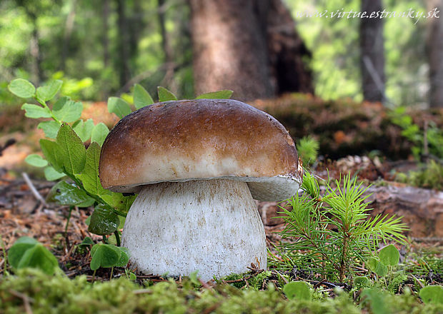 hríb smrekový Boletus edulis Bull.